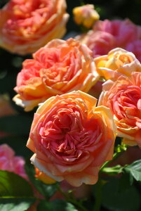 ocyczAL~Xg Yc 6AisJ-CL20t