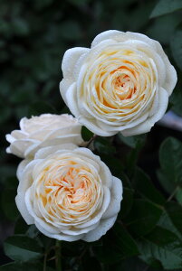 y~Gczoc Ae~X Yc 6Aim_ѐY o^insJ-IRM3ty1120̔z