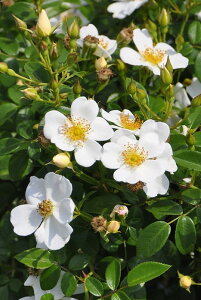 バラ苗【中苗】あわゆき【淡雪】 国産苗 6号鉢植え品《J-CL20》