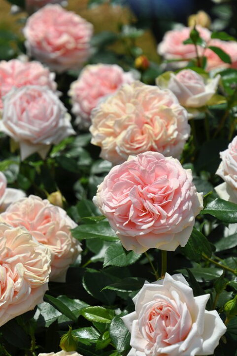 楽天市場 大苗 バラ苗 ガーデンオブローゼズ Ant杏 国産苗 6号鉢植え品 農林水産省 登録品種 Ir Iro3 バラの家 バラ 苗専門店