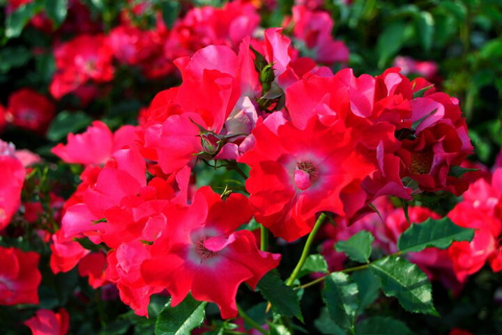 楽天市場 大苗 バラ苗 ドルトムント Cl赤 国産苗 6号鉢植え品 J Cl15 バラの家 バラ苗専門店 楽天市場 大苗 バラ苗 ドルトムント Cl赤 国産苗 6号鉢植え品 J Cl15 バラの家 バラ苗専門店