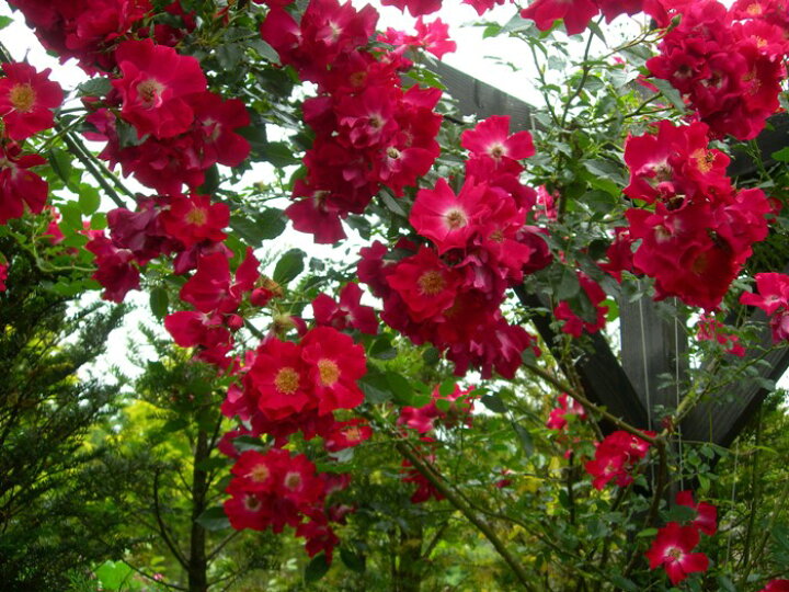 楽天市場 大苗 バラ苗 ドルトムント Cl赤 国産苗 6号鉢植え品 J Cl15 バラの家 バラ苗専門店 楽天市場 大苗 バラ苗 ドルトムント Cl赤 国産苗 6号鉢植え品 J Cl15 バラの家 バラ苗専門店