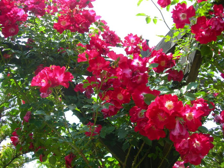 楽天市場 大苗 バラ苗 ドルトムント Cl赤 国産苗 6号鉢植え品 J Cl15 バラの家 バラ苗専門店 楽天市場 大苗 バラ苗 ドルトムント Cl赤 国産苗 6号鉢植え品 J Cl15 バラの家 バラ苗専門店