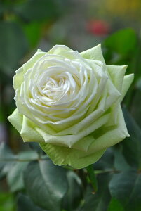 ySzyczoc 킩 Yc 6Aim_insJ-ROt Ԍ