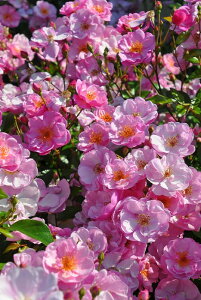 ocyczx_[CfBh Yc 6Aim_ѐY o^insIR-IRO3t