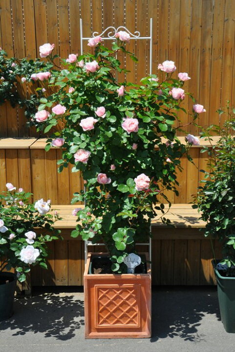 楽天市場 バラ苗 6号新苗 ダフネ Sh淡桃 国産苗 6号鉢植え品 農林水産省 登録品種 J Ro 08追加 バラの家 バラ苗専門店