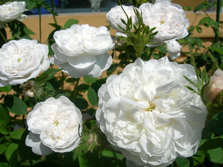 楽天市場 バラ苗 6号新苗 マダムアルディ マダムハーディ D白 国産苗 6号鉢植え品 J Oc10 バラの家 バラ苗専門店