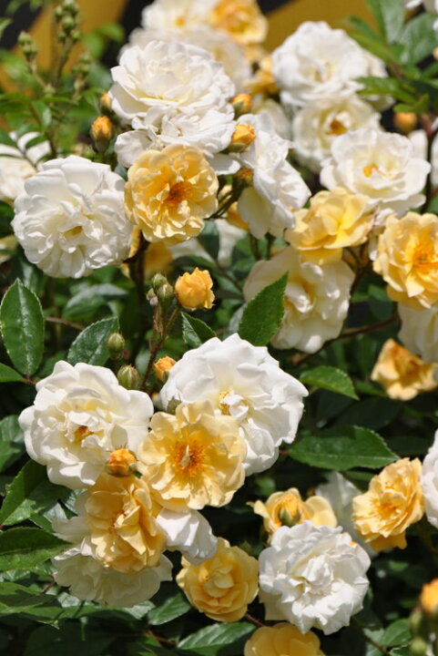 楽天市場 大苗 バラ苗 ギスレーヌドゥフェリゴンド R淡黄 国産苗 6号鉢植え品 J Mc バラの家 バラ苗専門店