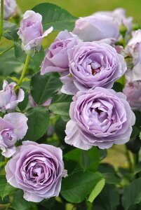 y~Gczoc ̂Ԃ Yc 6Aim_ѐY o^insJ-IRM3ty1120̔z