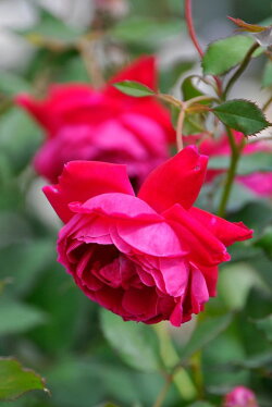 【大苗】バラ苗グルスアンテプリッツ【日光】(Ch赤)国産苗6号鉢植え品【即納】《J-OB》