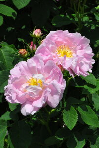 ocyczZVA[i Yc 6AisJ-OC20t