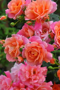 y~Gczoc fBYj[h[Y Yc 6Aim_ѐY o^insJ-IRM4ty1120̔z