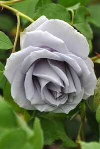 ocycẑy̋OՁz Yc 6Aim_insOM-ZENt