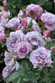 【冬季大苗】バラ苗 ディオレサンス 国産苗 6号鉢植え品［契約品種］《Han-DEL》【0109販売】