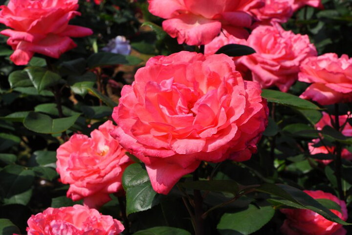 楽天市場 バラ苗 6号新苗 ピンクパンサー Ht鮭桃 国産苗 6号鉢植え品 J Ht バラの家 バラ苗専門店