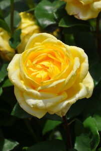 ocycz[YRn} Yc 6Aim_ѐY o^insIR-IRO3t