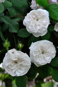 バラ苗【中苗】マダムアルディ【マダムハーディ】 国産苗 6号鉢植え品《J-OC10》