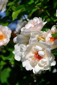 楽天市場 バラ ジャクリーヌデュプレ 花の苗物 苗物 ガーデニング 農業 花 ガーデン Diyの通販