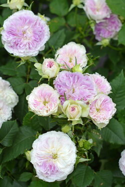 ◆即納【バラ苗】ブルームーンストーン(KB薄紫)国産苗中苗6号鉢植え品●《KB》2017新品種