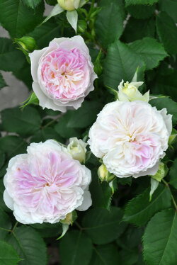 ◆即納【バラ苗】ブルームーンストーン(KB薄紫)国産苗中苗6号鉢植え品●《KB》2017新品種