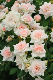 バラ苗【中苗】さよきょく【小夜曲】サヨキョク 国産苗 6号鉢植え品［契約品種］《J-MIN20》