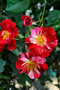 ocycztH[XIuWC Yc 6AisJ-CL20t