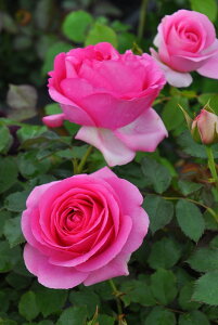 ocycz|[}eB[N Yc 6Aim_insKMG-KMGt