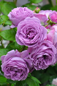 y~Gczoc JC_u[ Yc 6Aim_ѐY o^insJ-IRM3ty1120̔z