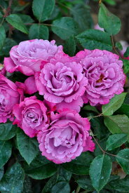 バラ苗【中苗】ミュリエルロバン 国産苗 6号鉢植え品［契約品種］《JB-ORA》