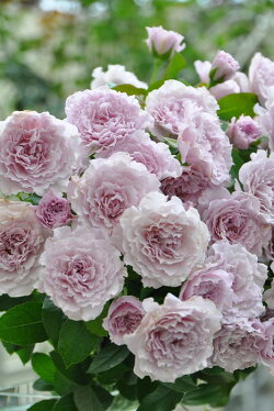 バラ苗 リベルラ (FGN紫) 国産苗 6号鉢植え品［契約品種］