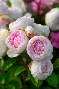 ocycztFc@yϘOz Yc 6AisJ-OB20t