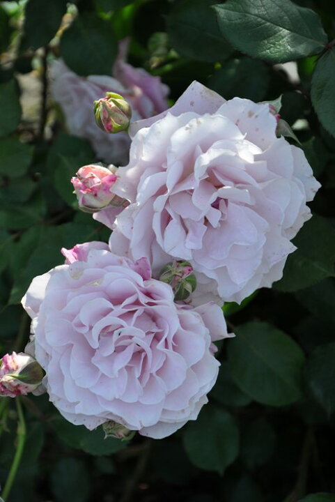 楽天市場 大苗 バラ苗 ラマリエ Kb薄桃 国産苗 6号鉢植え品 農林水産省 登録品種 Kb Kbo バラの家 バラ苗専門店