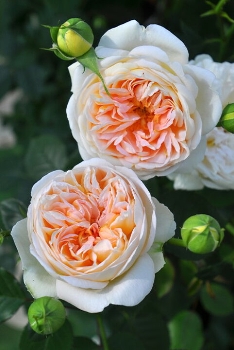 楽天市場 バラ苗 中苗 ジュールヴェルヌ Sh杏 国産苗 6号鉢植え品 農林水産省 品種登録出願中 J Rpn 秋新品種 バラの家 バラ苗専門店