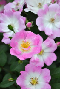 花 桃 鉢植えの人気商品 通販 価格比較 価格 Com 花 桃 鉢植えの人気商品 通販 価格比較 価格 Com