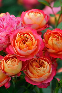 ocycz\C}eBJ Yc 6Aim_ѐY o^insJ-IRM3t