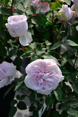 【予約大苗】バラ苗スヴニールドゥラマルメゾン(木立B薄桃)国産苗6号鉢植え品《記号》※2月末までにお届け