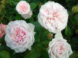 【予約大苗】バラ苗つるスヴニールドゥラマルメゾン(B薄桃)国産苗6号鉢植え品《記号》※2月末までにお届け