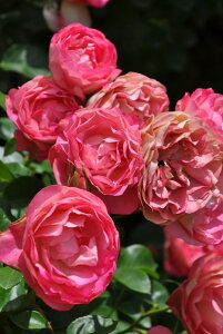 ocyczAN|X}eBJ Yc 6Aim_insIR-IRO3t