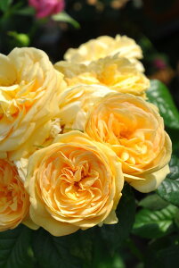 y~Gczoc eBbvgbv Yc 6Aim_ѐY io^o蒆nsJ-IRM3ty1120̔z