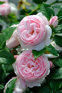 y~Gczoc nXQ[loC Yc 6Aim_insJ-IRM3ty1120̔z