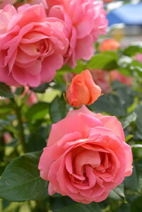 ocyczC[ng[u̍ Yc 6Aim_insJB-YRt