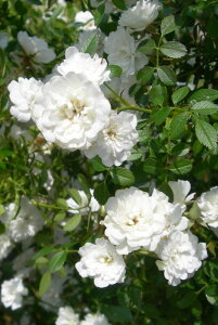 ocycz䂫yႠz Yc 6Aim_insKMG-KMGt