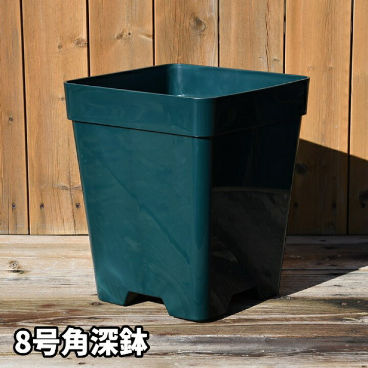楽天市場】【8角】プレミアローズセレクション【8号角深鉢】ロサ 