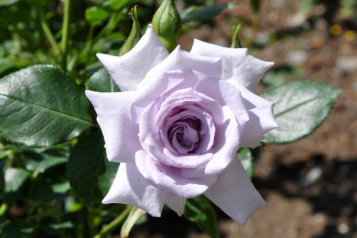 楽天市場 バラ苗 中苗 ばらのうみ 薔薇の海 バラノウミ Min紫 国産苗 6号鉢植え品 即納 契約品種 Om Zen バラの家 バラ 苗専門店