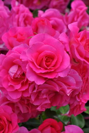 【冬季大苗】バラ苗 ローズうらら【うらら】 国産苗 6号鉢植え品［契約品種］《J-IRM3》【1120販売】