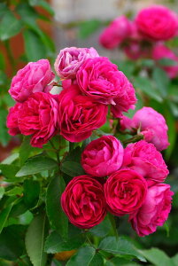 苗 スタンダード バラの人気商品 通販 価格比較 価格 Com