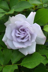 ocyczx_[[X Yc 6AisJ-FL20t