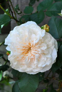 ocycz\uC Yc 6AisJ-OC20t