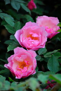 ocycz[W[hNC}[ Yc 6AisJ-OC20t