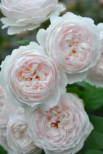 y~Gczoc NXeBA[i Yc 6Aim_ѐY o^insJ-IRM3ty1120̔z